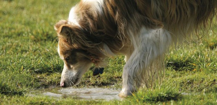 Pfuetzentrinken Hund