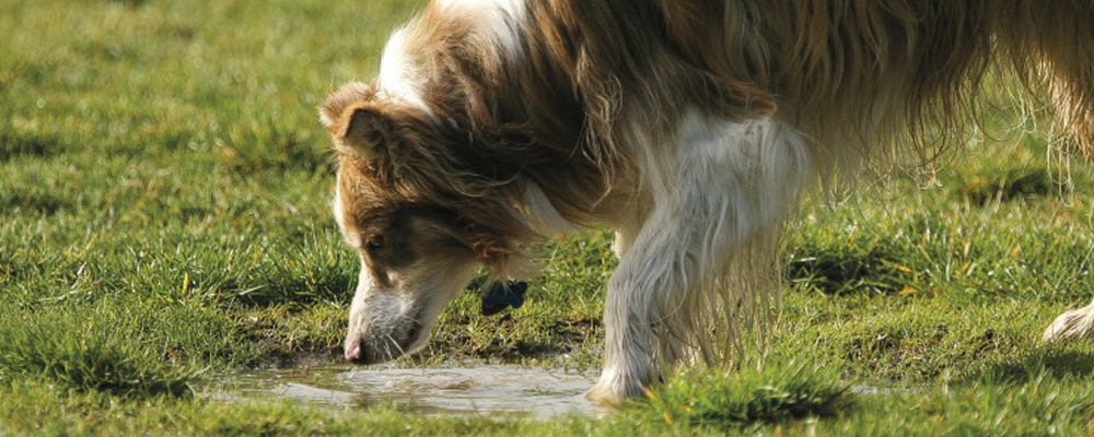 Pfuetzentrinken Hund