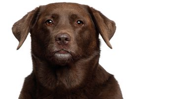 uebergewicht beim hund