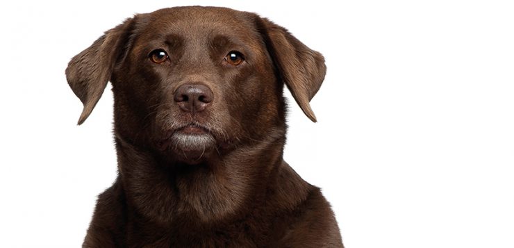 uebergewicht beim hund