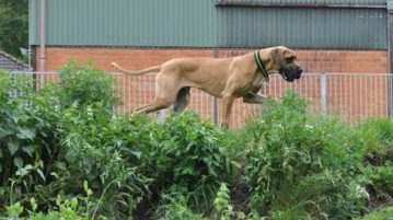 ungestüme Dogge