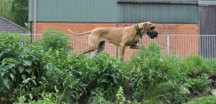 ungestüme Dogge