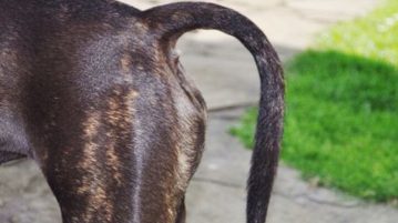 Wasserrute beim Hund