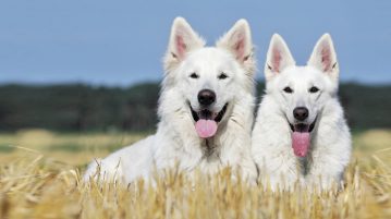 Weißer Schweizer Schäferhunde