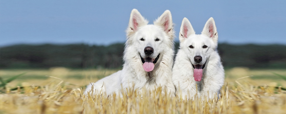 Weißer Schweizer Schäferhunde