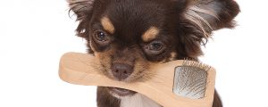 Fell und Koerperpflege beim Hund