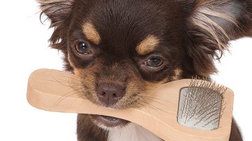 Fell und Koerperpflege beim Hund
