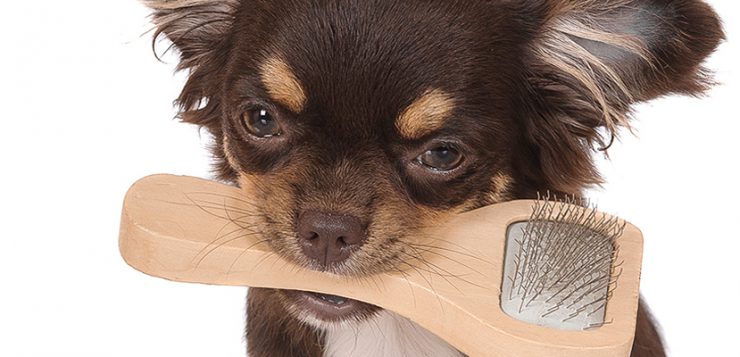 Fell und Koerperpflege beim Hund