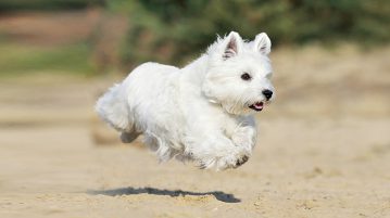 West Highland White Terrier