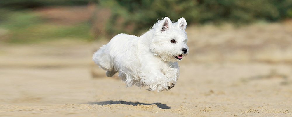 West Highland White Terrier