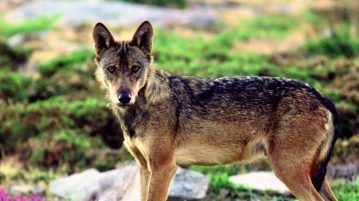 Wölfe und Pferde in Portugal Wolf