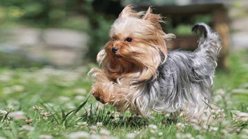 Yorkshire Terrier