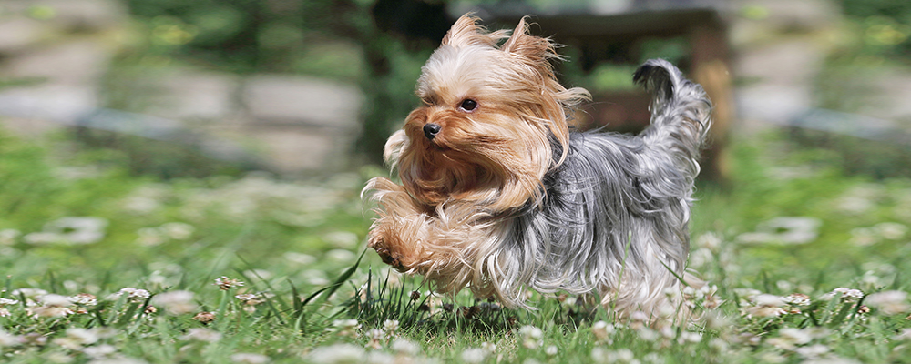 Yorkshire Terrier