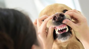 Zahnpflege Hund