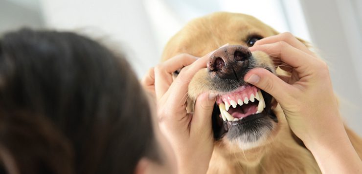 Zahnpflege Hund