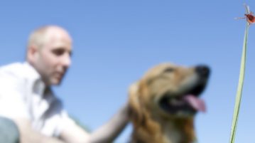 Zecken beim Hund