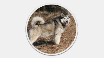 Alaskan Malamute
