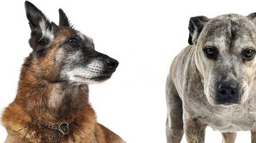 Von Lungenkrebs sind meist alte Hunde betroffen