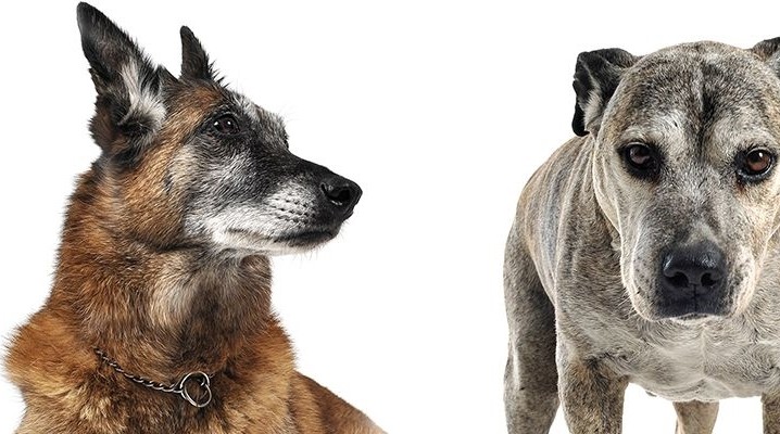 Lungentumor Archives » DER HUND
