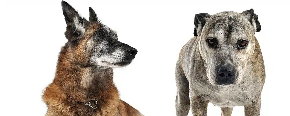 Von Lungenkrebs sind meist alte Hunde betroffen
