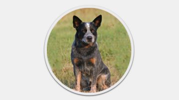 Australian Cattle Dog Australian Cattle Dog