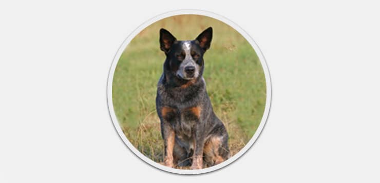 Australian Cattle Dog » DER HUND