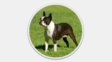 Boston Terrier Boston Terrier