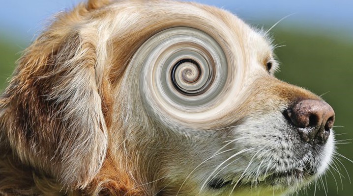 Erbrechen Archives » DER HUND