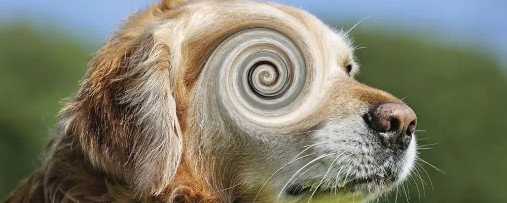 Drehschwindel beim Hund: Alles dreht sich im Kopf