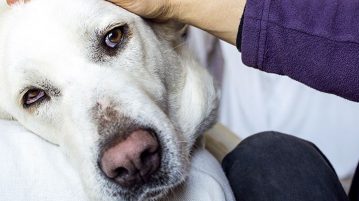 Apathie kann ein Symptom einer Gebärmutterentzündung sein
