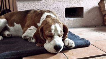 Hunde mit einer Erkältung sollten sich schonen