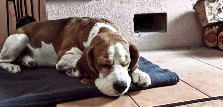 Hunde mit einer Erkältung sollten sich schonen