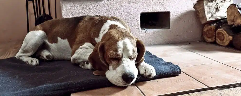 Hunde mit einer Erkältung sollten sich schonen