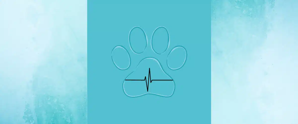 furosemid tabletten hund