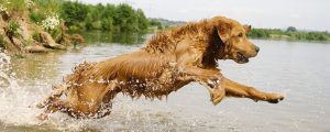 Golden Retriever im Wasser