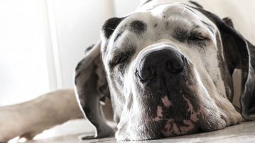 Symptom Apathie Unterfunktion der Schilddruese