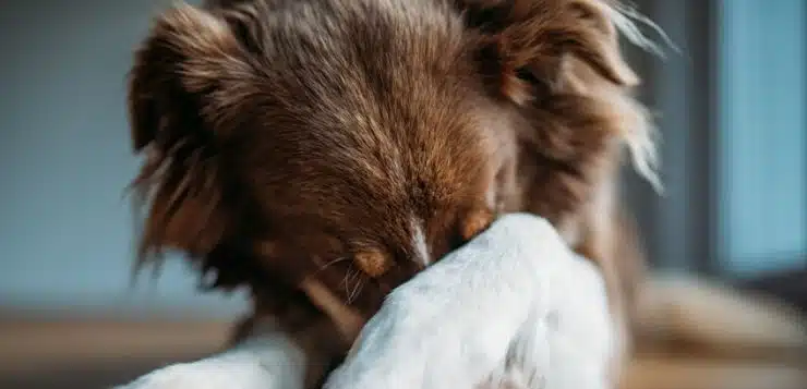 Es gibt viele Ursachen, warum ein Hund nervös oder angstvoll ist