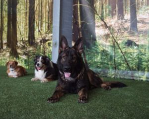 Hunde bei Bellomania