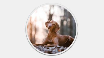 Magyar Vizsla