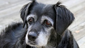 Ein Mastzelltumor findet sich häufig bei alten Hunden