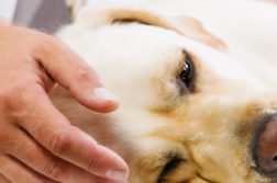 Morbus Addison hängt mit dem Versagen der Nebennierenrinde zusammen