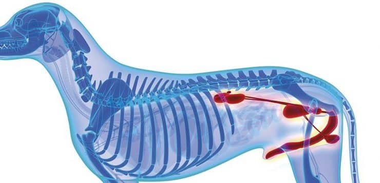 vergrößerte Prostata beim Hund