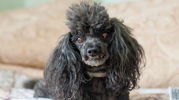 Brustkrebs kommt häufig bei älteren Hunden vor
