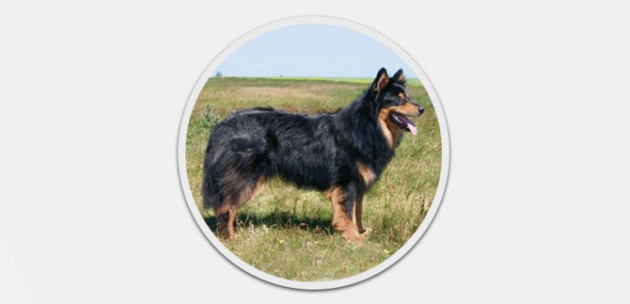 Mitteldeutsche Gelbbacke (Altdeutscher Hütehund) » DER HUND