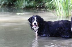 Das Gift von Blaualgen kann Hunde töten, wenn sie es mit dem Wasser aufnehmen.