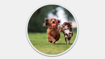 Dackel, Teckel, Dachshund Dackel