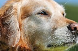 Diabetes Mellitus beim Hund