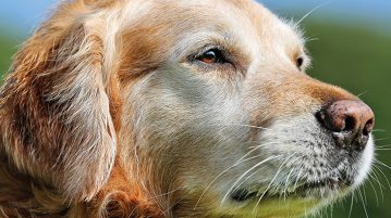 Diabetes Mellitus beim Hund