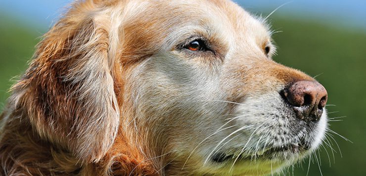 Diabetes Mellitus beim Hund