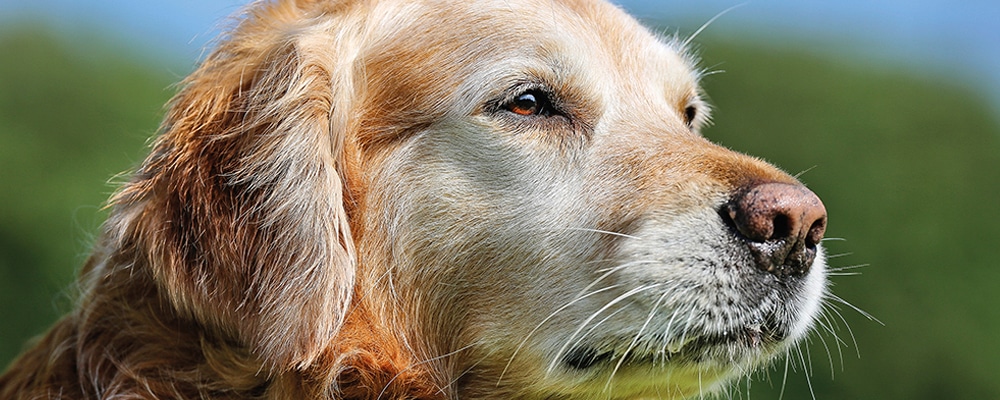 Diabetes Mellitus beim Hund